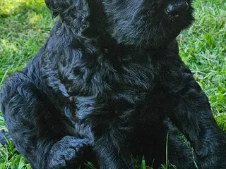 Goldendoodle hvalpe