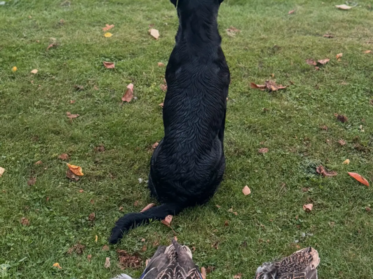 Billede 6 - F1 labrador hvalpe! Med stamtavle