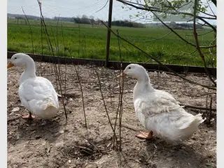 Andrik hvid landand