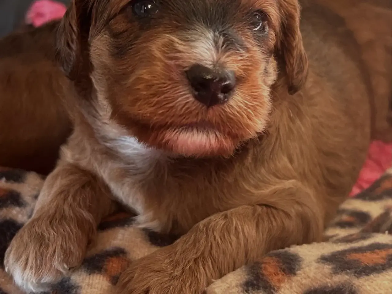 Billede 1 - Cockapoo hvalpe sælges 3 uger 🧸🐶🌸