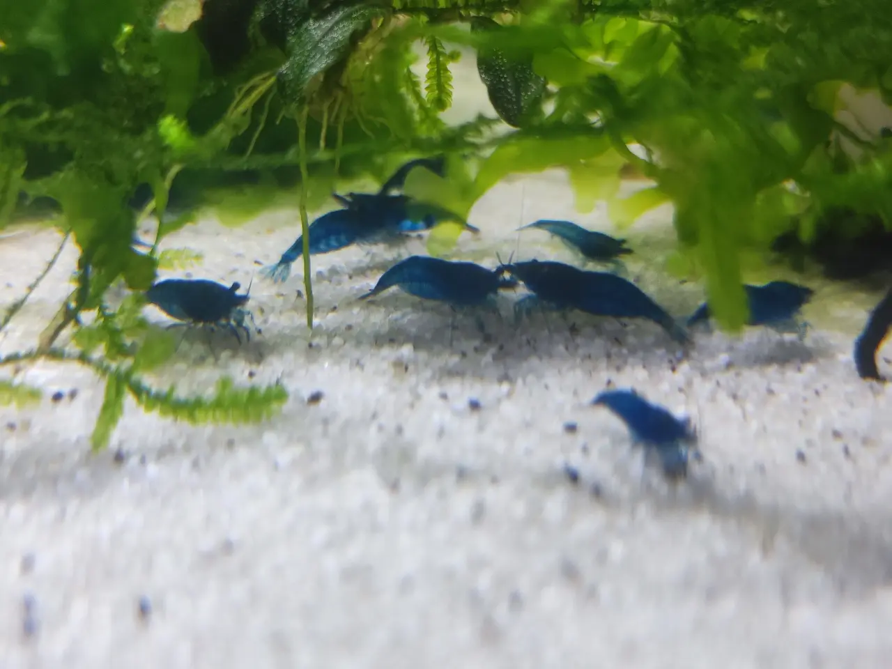 Billede 5 - Blue Dream Rejer 