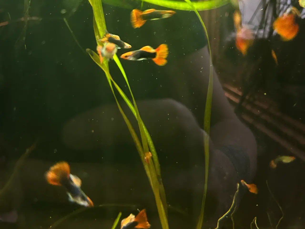 Billede 10 - 🔥❤️ Rednose Dumbo Guppy – Premium Voksne | Viby J
