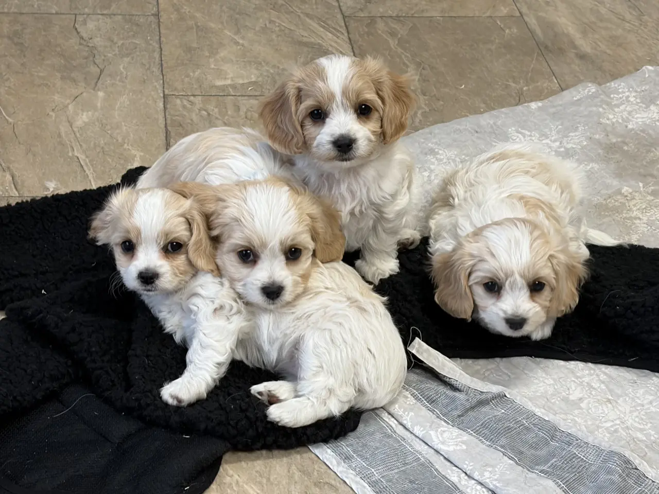 Billede 15 - De små dejligste Cavachon babyer nu!