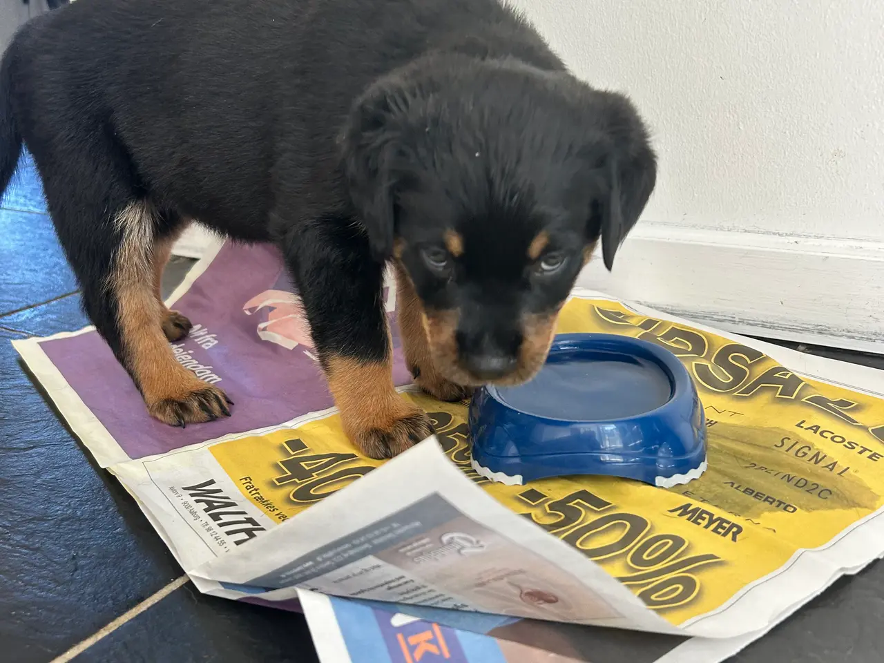 Billede 3 - Rottweiler hvalpe til salg