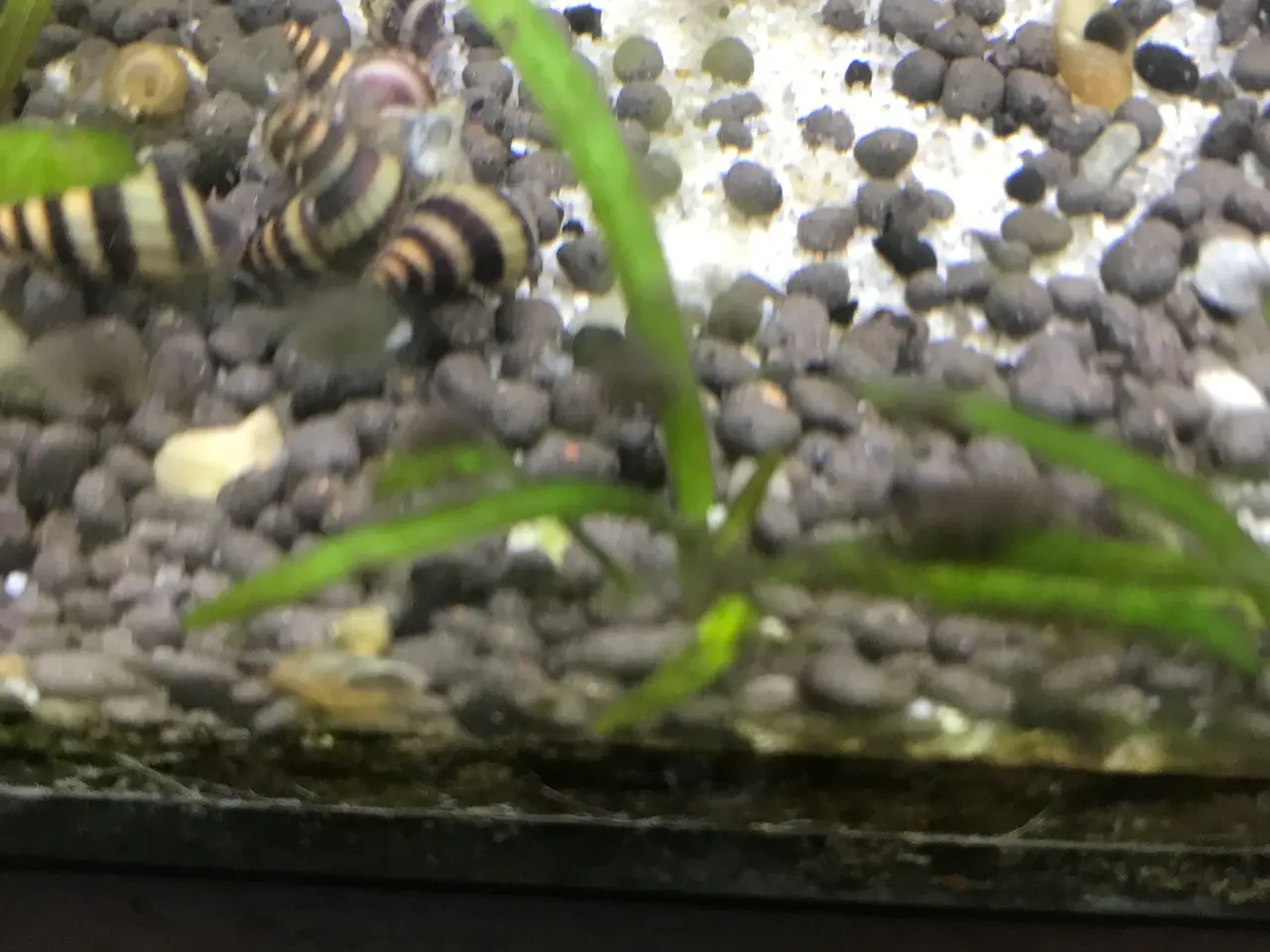 Billede 9 - 🐌 Helena snegle – mod uønskede snegle 5 stk 30 kr