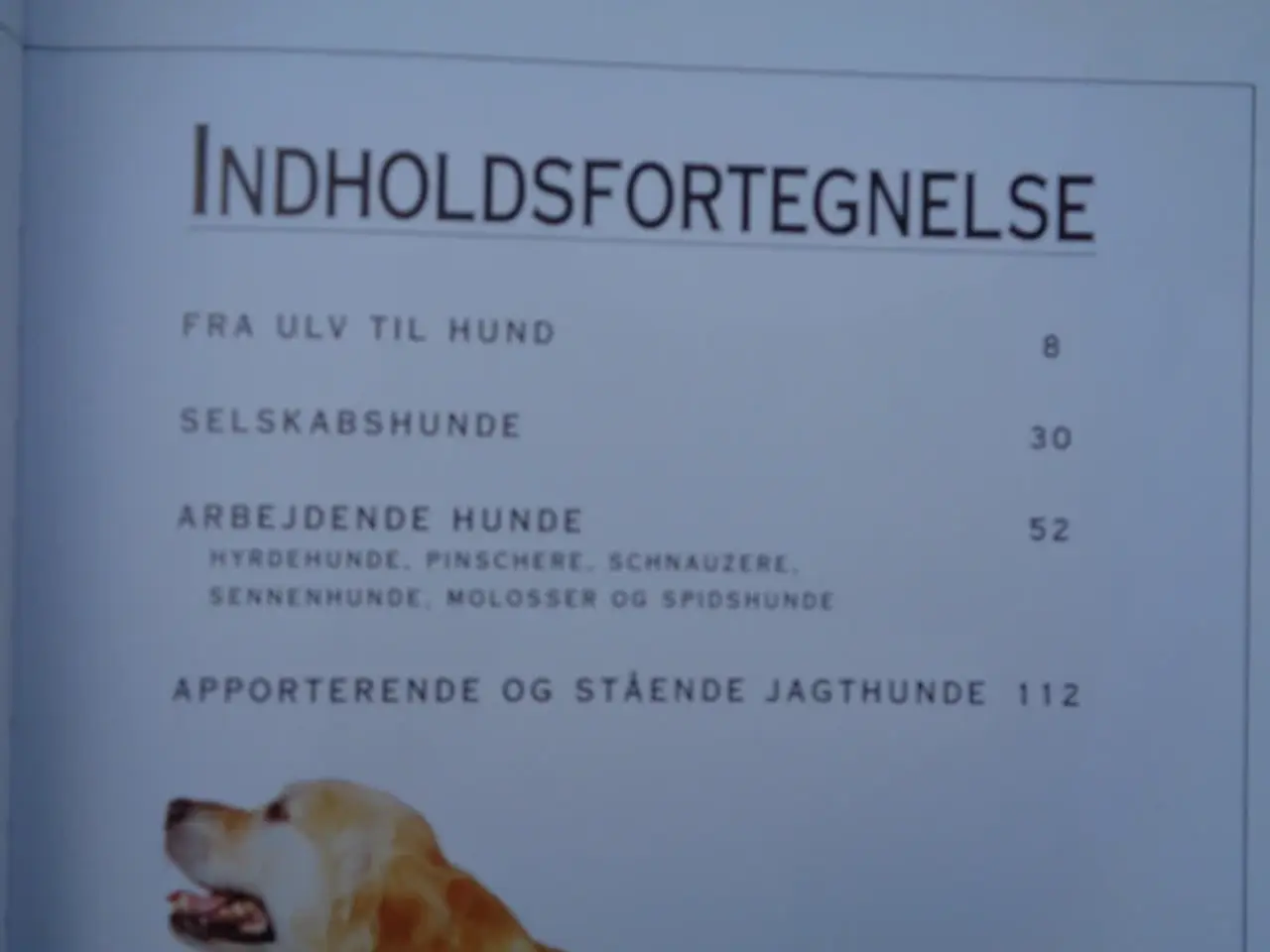 Billede 8 - Hunde