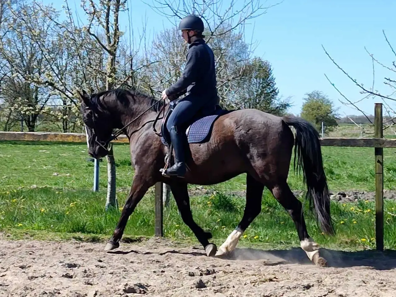 Billede 1 - Oldenborg, vallak,  6 år, 162 stg 
