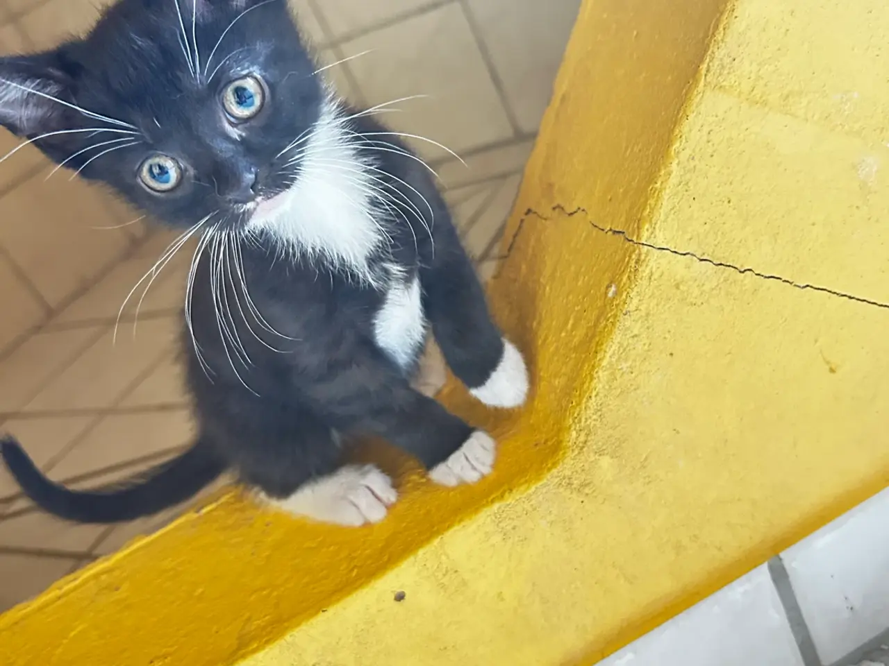 Billede 1 - Søde katte killinger søger hjem❤️