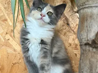 Maine coon/Norsk skovkat-hellig Birma blanding ❤️