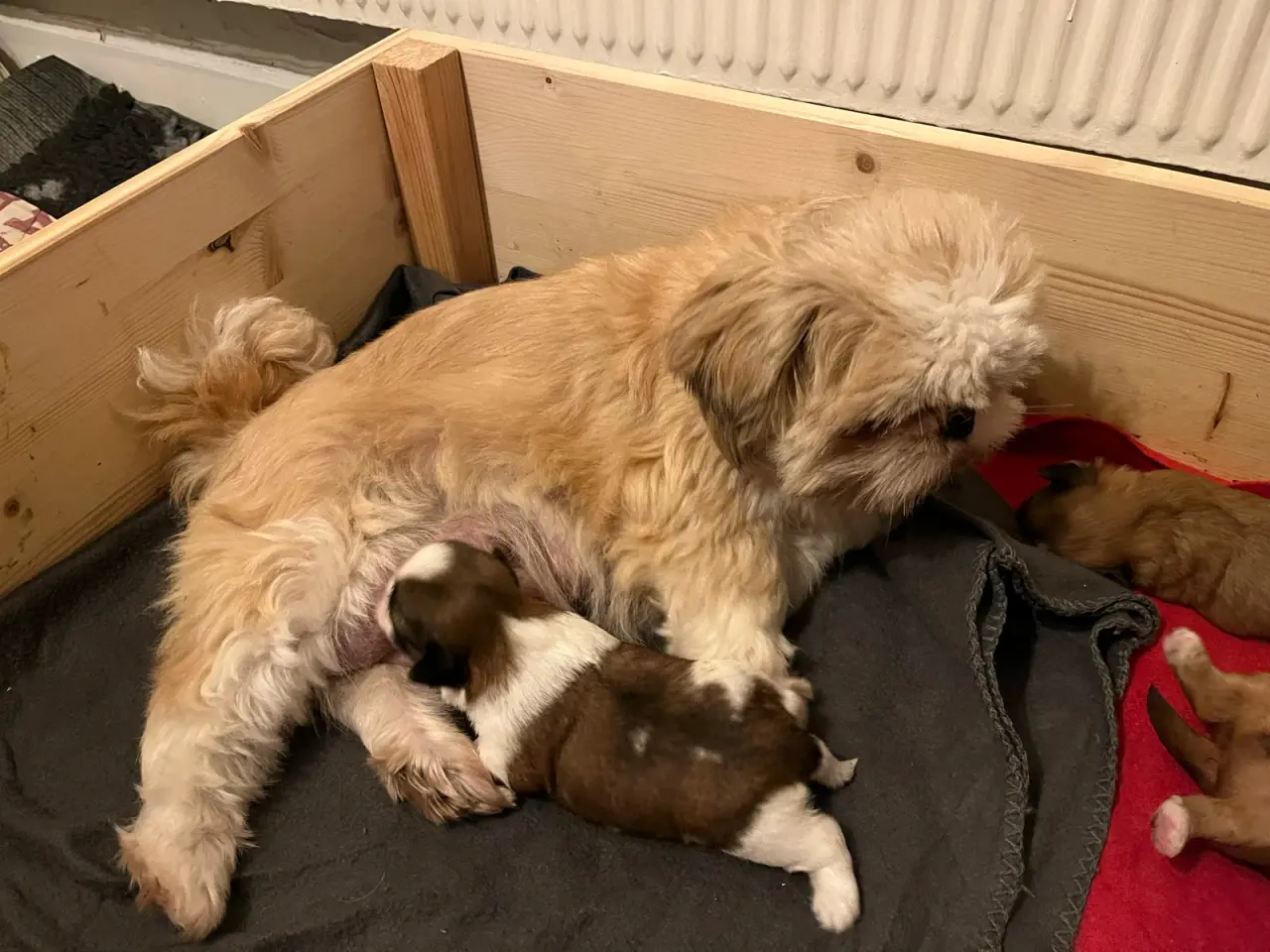 Billede 3 - Shih Tzu hvalpe 