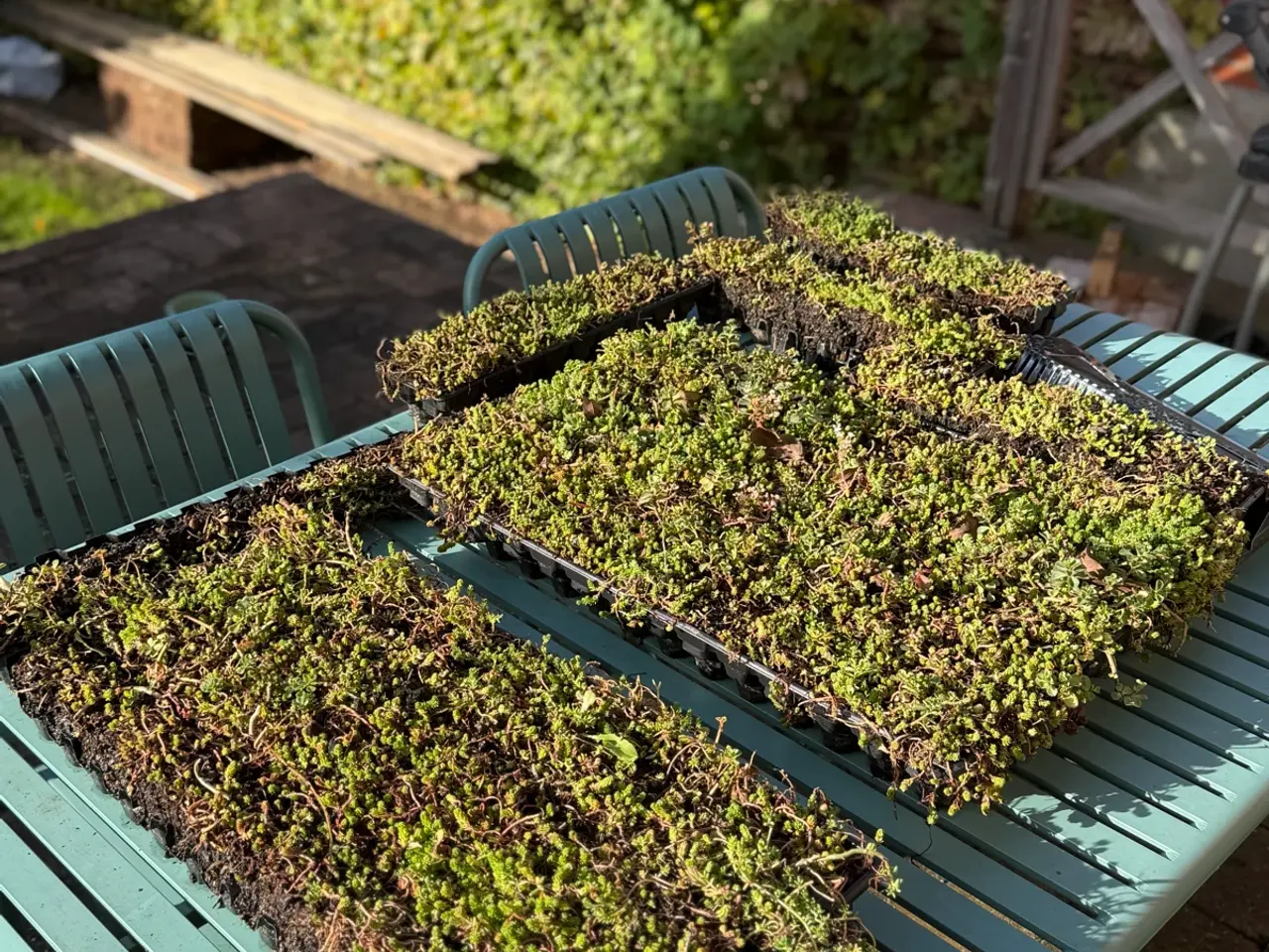 Billede 1 - Growtek Nordic tray (sedum Bakker)
