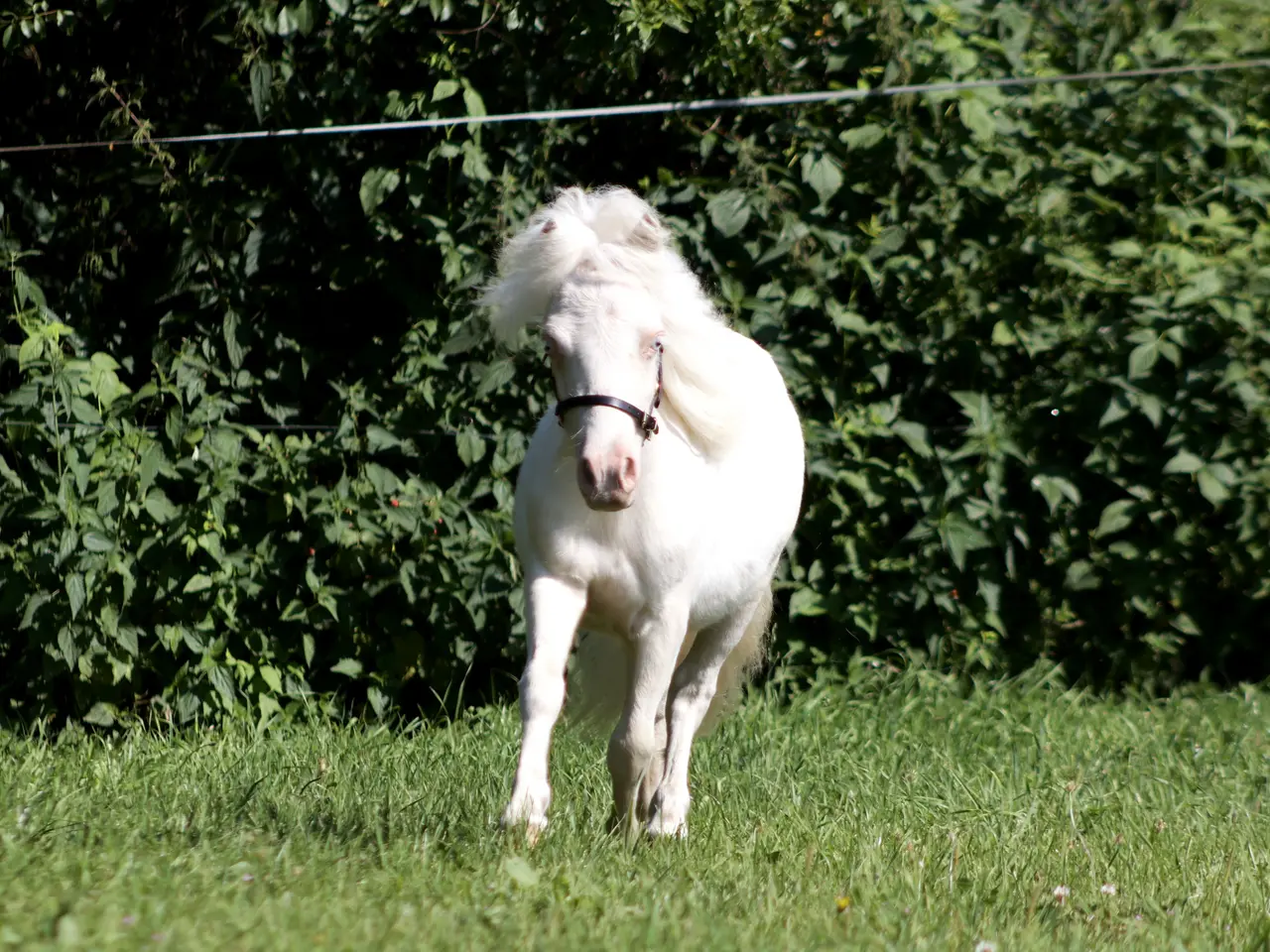 Billede 2 - 1 års vallak