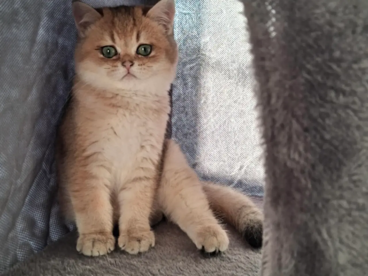 Billede 7 - 2 dejlige British Shorthair hankillinger
