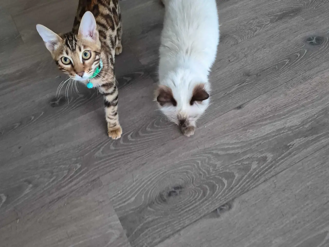 Billede 3 - Bengal Hankilling 