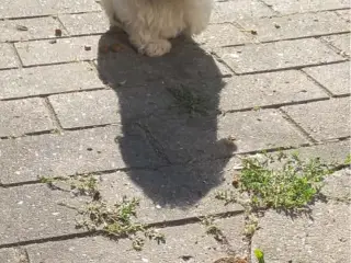 Lækre Shih Tzu Hvalpe