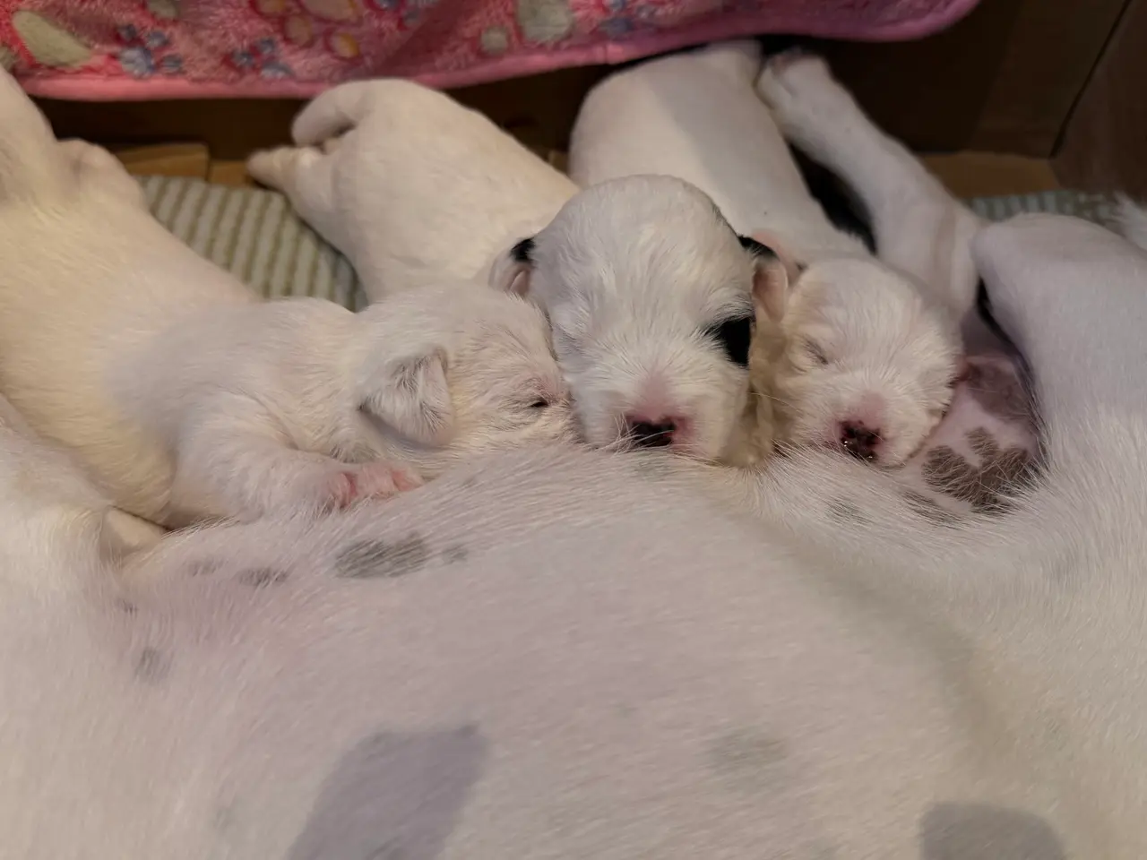 Billede 1 - Jacktese hvalpe ( Jack Russel terrier + Maltiser )