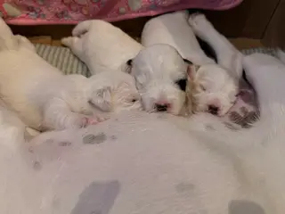 Jacktese hvalpe ( Jack Russel terrier + Maltiser )