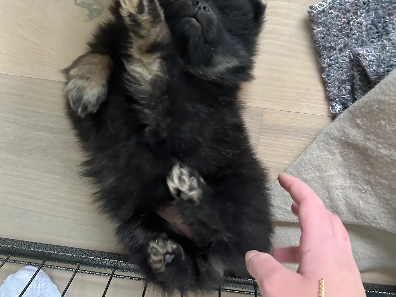 Billede 5 - Pomeranien tævehvalp