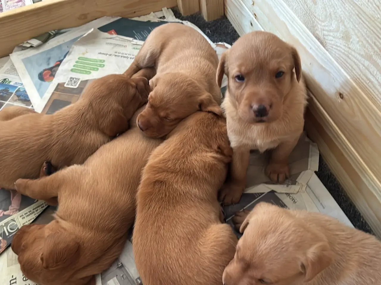 Billede 3 - Labrador F1 foxrøde hvalpe sælges