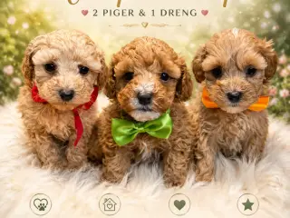 🐾✨ Skønne Maltipoo hvalpe klar juni !