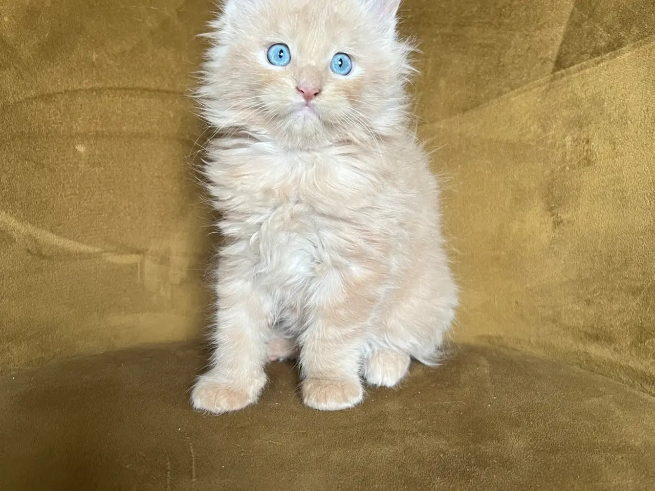 Billede 2 - Mainecoon killinger søger nye hjem