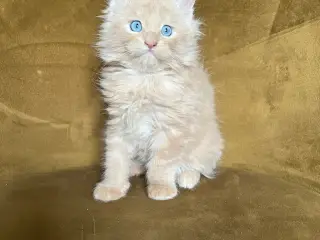 Mainecoon killing søger nyt hjem