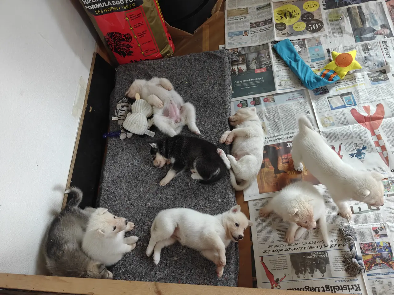 Billede 15 - Siberian husky og samojede hvalpe sælges