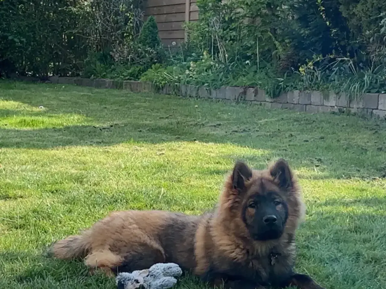 Billede 7 - Eurasier Hunde avl/parring