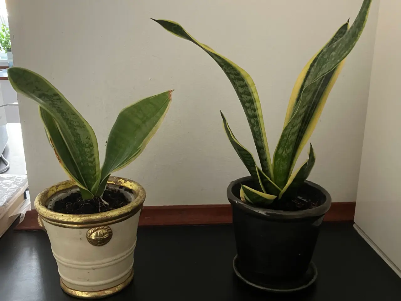 Billede 1 - Stueplanter