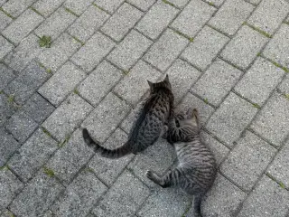 2 kattekillinger