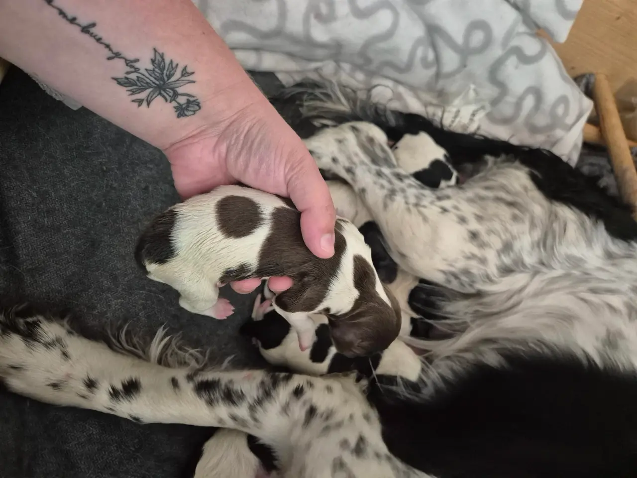 Billede 9 - FT. Engelsk springer spaniel Hvalpe sælges