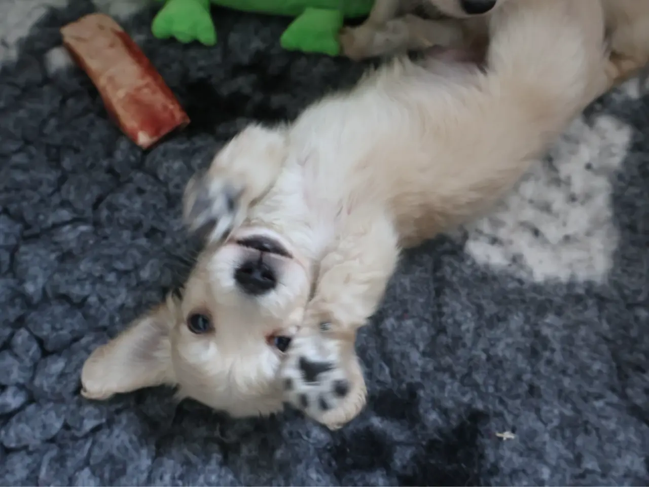 Billede 7 - Blonde langhåret gravhunde