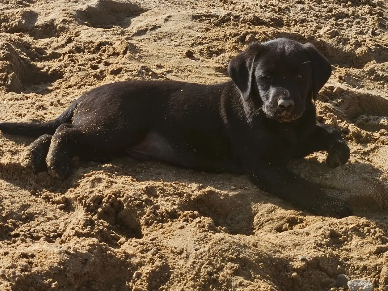 Billede 5 - F1 Labrador hvalpe