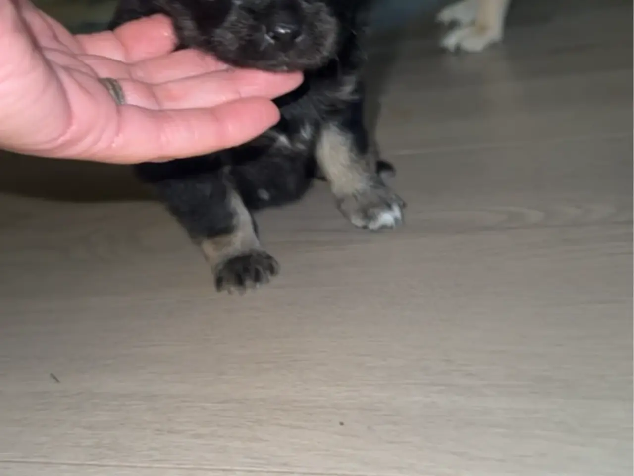Billede 4 - Chihuahua/pomeranian han hvalp