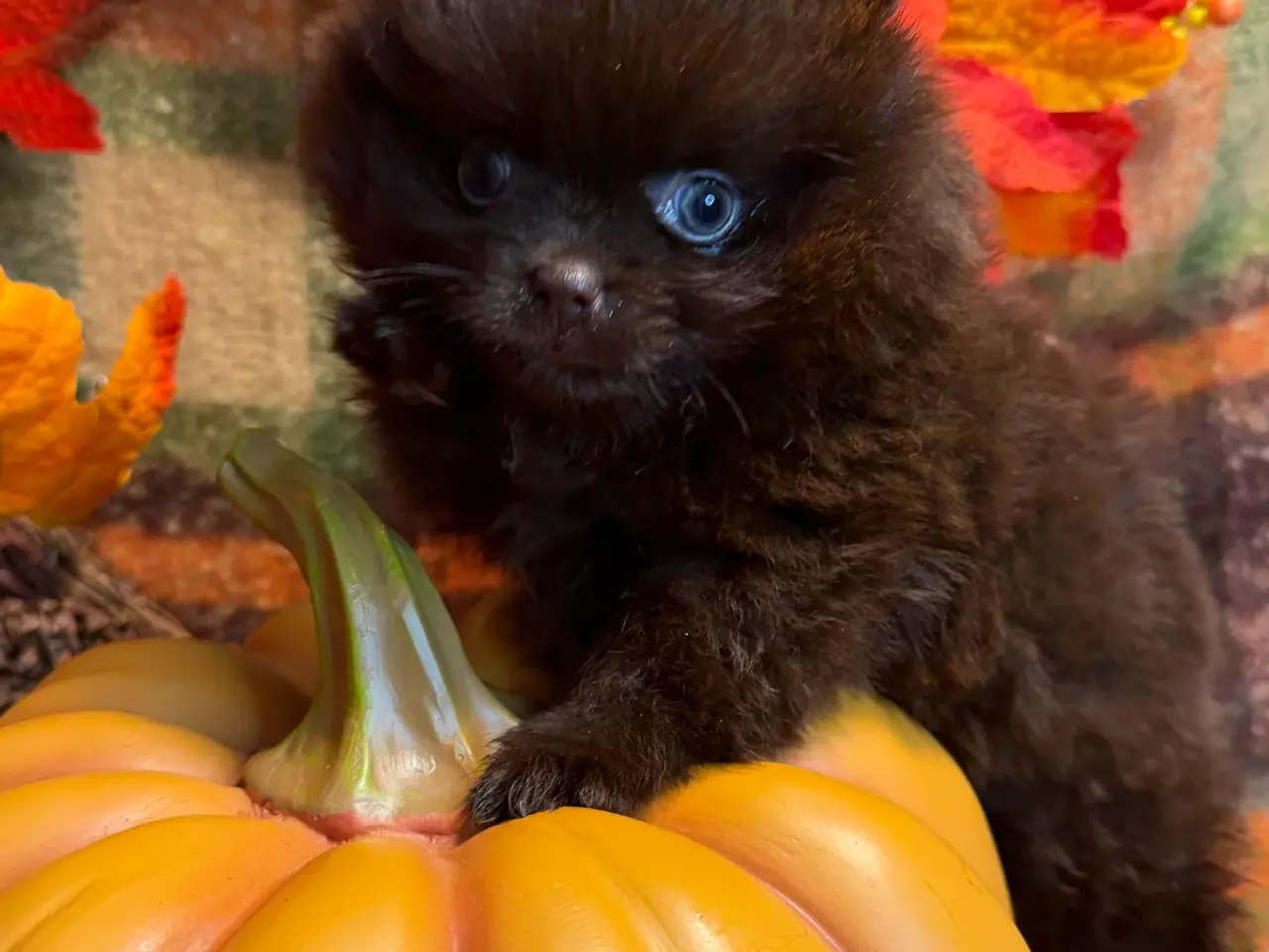 Billede 9 - 🐾💙 5 SMUKKE POMERANIA-DRENGE 💙🐾
