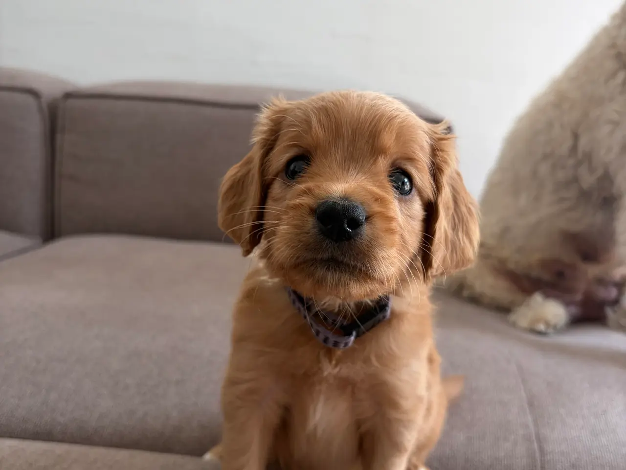 Billede 4 - Doodle hundehvalpe til salg🐶