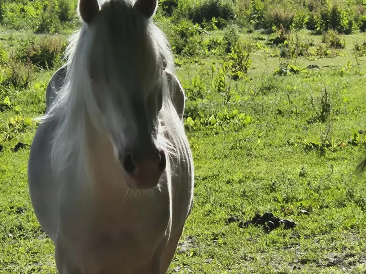 Billede 4 - 3 års welsh hingst