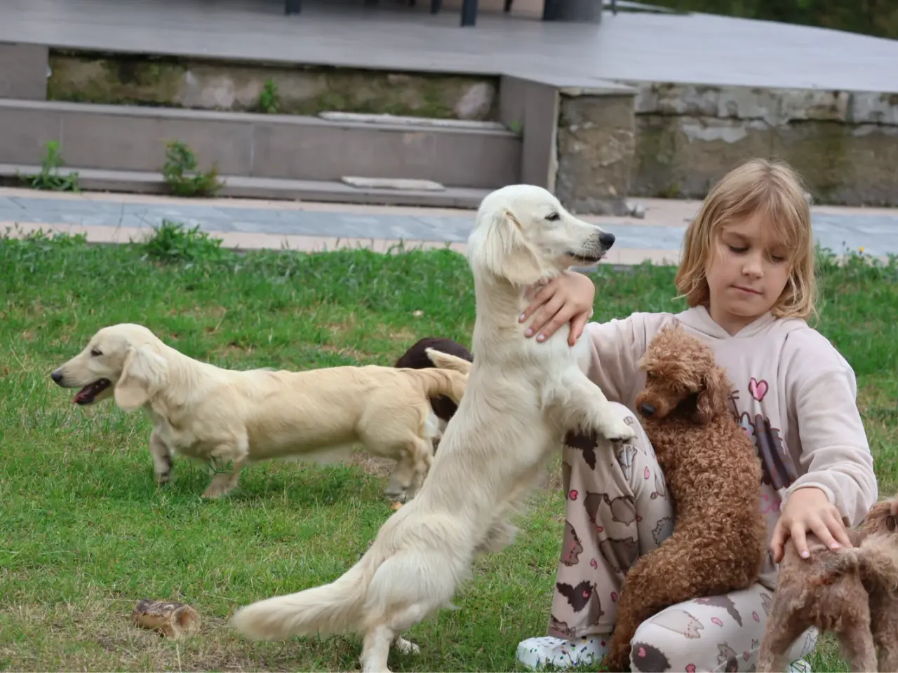 Billede 1 - Blonde langhåret gravhunde