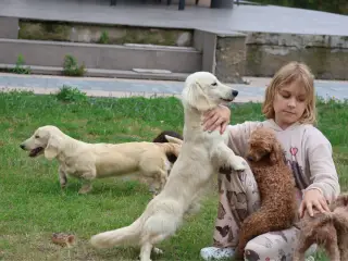 Blonde langhåret gravhunde