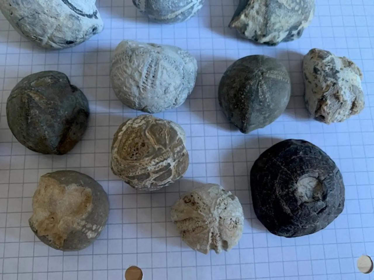 Billede 5 - Søpindsvin - fossiler - 23 stk.