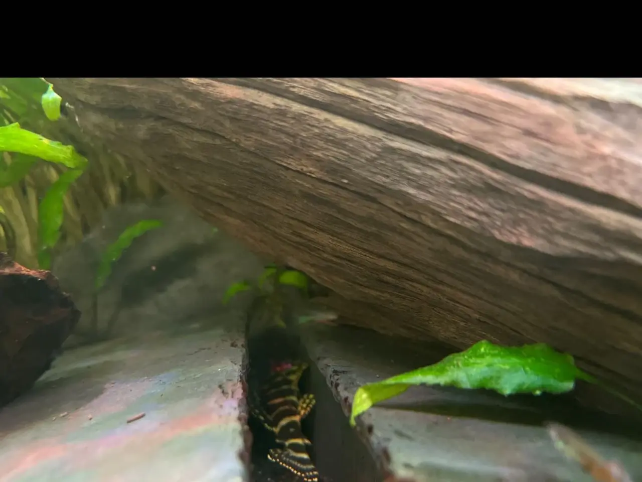 Billede 1 - L134 leopard frog pleco