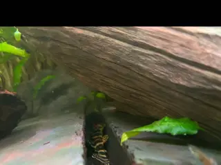 L134 leopard frog pleco