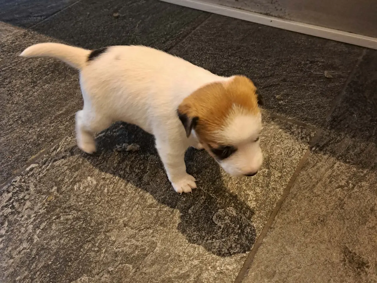 Billede 7 - Jack Russel Terrier