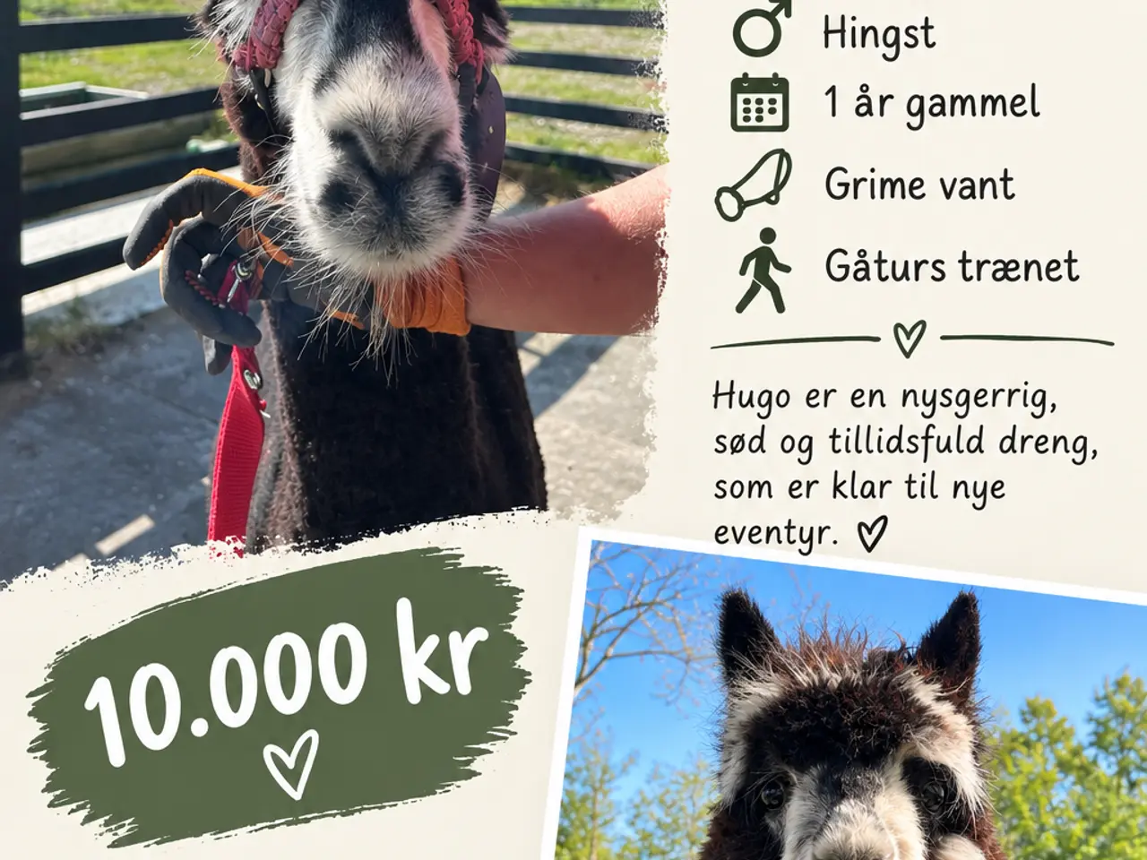 Billede 1 - Alpaka hingst 1 år gammel