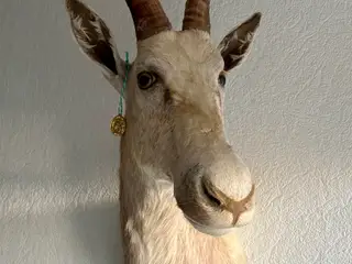 Hvid Blesbuk