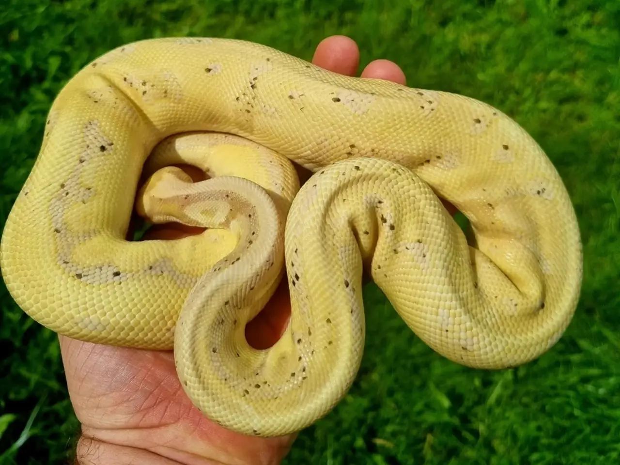Billede 1 - Kongepythons 