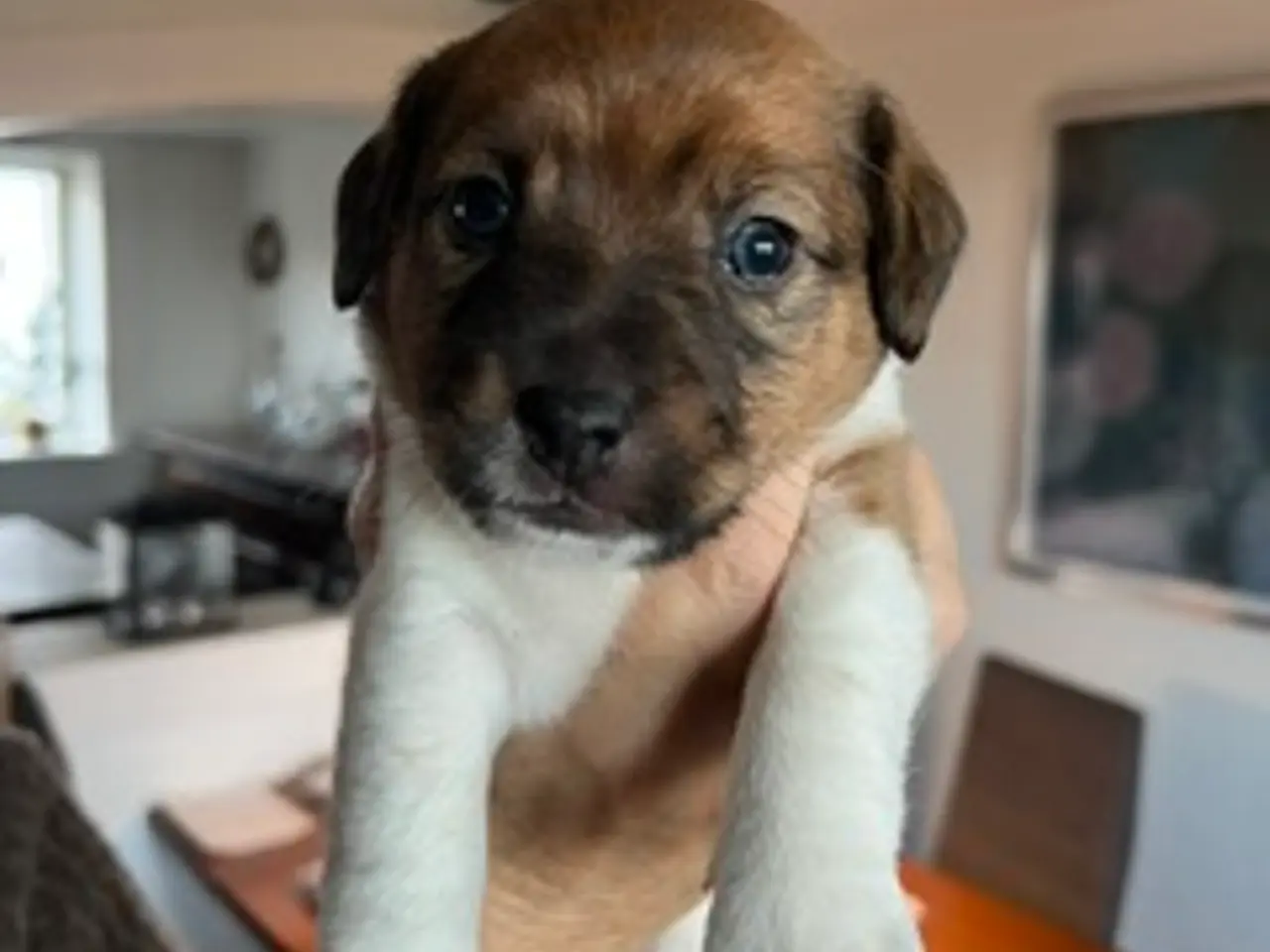 Billede 1 - Elmer, Jack Russel, 4½ uge gammel, født 25.9