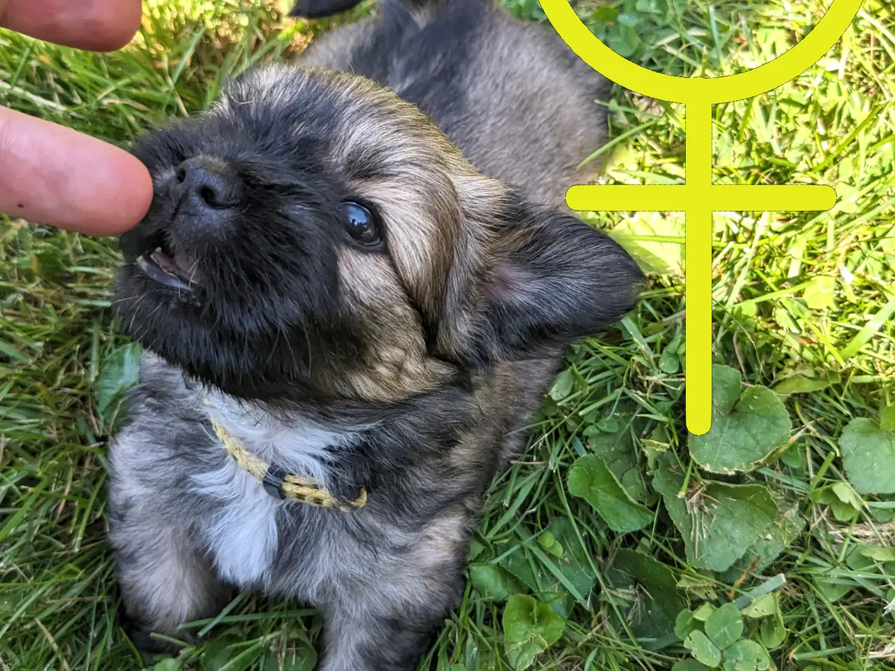 Billede 3 - 2 blandingshvalpe tilbage, klar i dag, lille hund