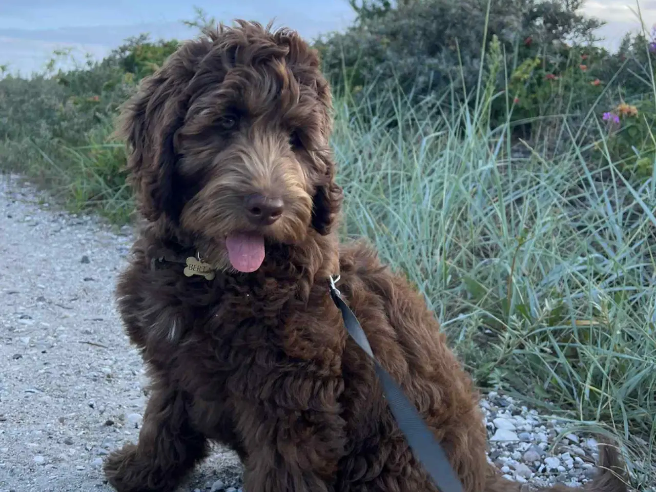 Billede 8 - Labradoodlehvalpe til 2027