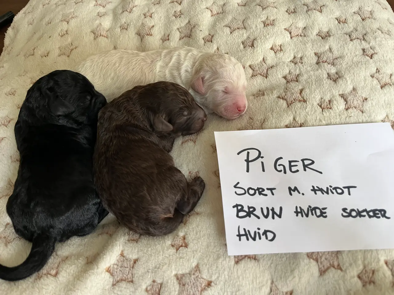 Billede 3 - Labradoodle hvalpe